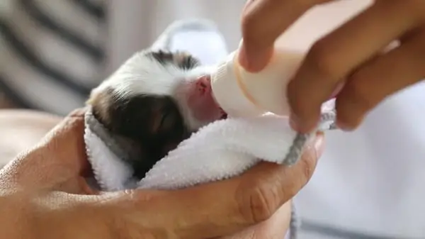 Chó Con Bị Đói Chó Con Bị Đói