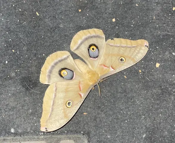 Làm Thế Nào Để Biết Chó Đã Đẻ Hết Con?