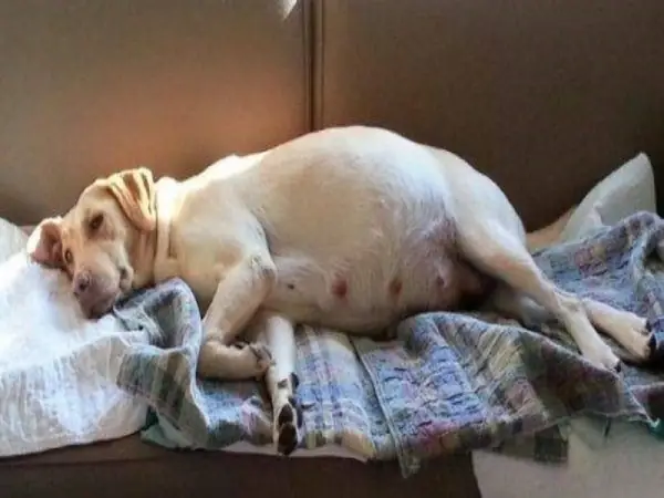 Dấu Hiệu Thai Chết Lưu Ở Chó Như Thế Nào?