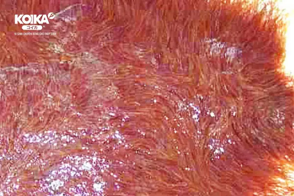 Một Vài Lưu Ý Nhỏ Khi Tự Làm Thức Ăn Cho Cá Bảy Màu Một Vài Lưu Ý Nhỏ Khi Tự Làm Thức Ăn Cho Cá Bảy Màu