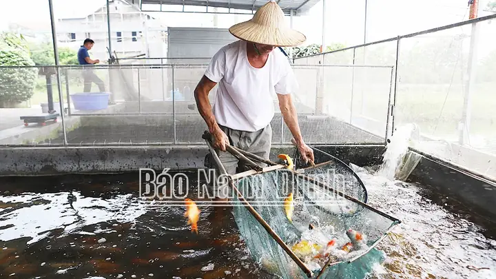 Cả Làng Ở Nam Định Khá Giả Hẳn Lên Nhờ Nghề Nuôi Một Con Vật Làm Cảnh, Mua Thú Vui Cho Thiên Hạ - Ảnh 1.