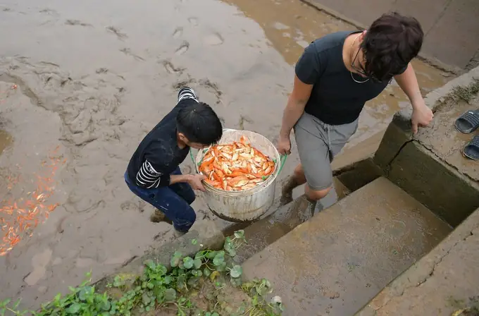 Làng Nghề Nuôi Cá Chép Đỏ Thủy Trầm Tất Bật Trước Ngày Tết Ông Công, Ông Táo