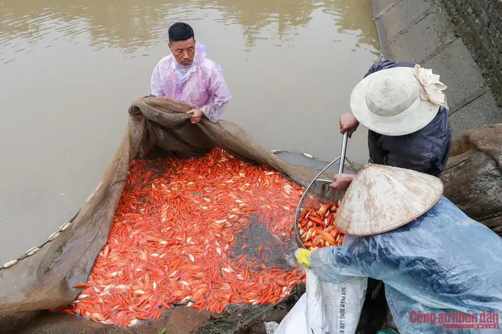 Làng Nuôi Cá Chép Đỏ: Hành Trình Về Với Nét Đẹp Văn Hóa Cổ Truyền