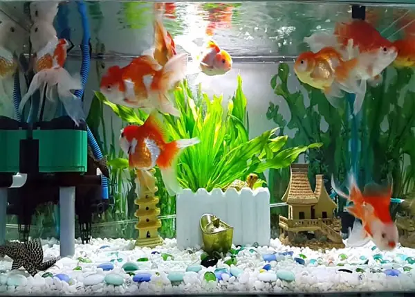 Cách Lắp Đặt Máy Bơm Bể Cá Hiệu Quả Đơn Giản Cách Lắp Đặt Máy Bơm Bể Cá Hiệu Quả Đơn Giản