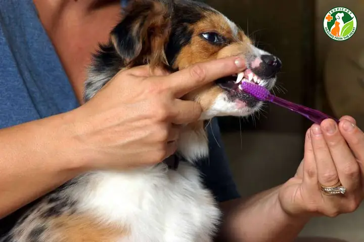 Cách Chăm Sóc Răng Miệng Sau Khi Lấy Cao Răng Cho Chó
