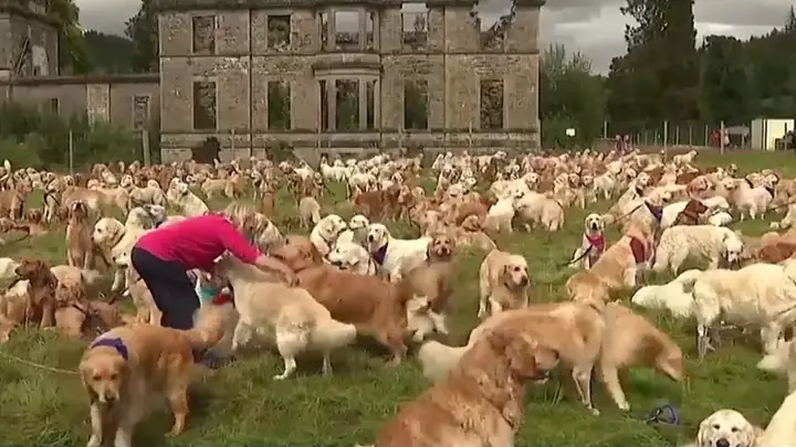 Thịt Chó Đã Bị Cấm Tại Nhiều Nước Trên Thế Giới - Ảnh 1.