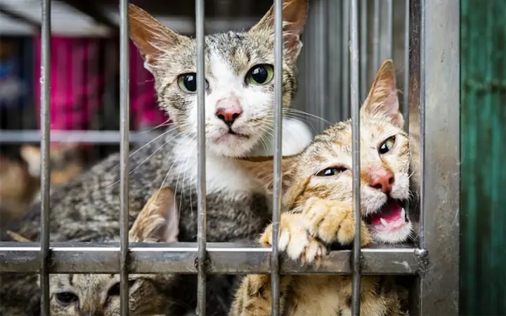 Không Có Bằng Chứng Thịt Chó, Mèo Giúp Tăng Cường Sinh Lý Và Chữa Bệnh Xương Khớp