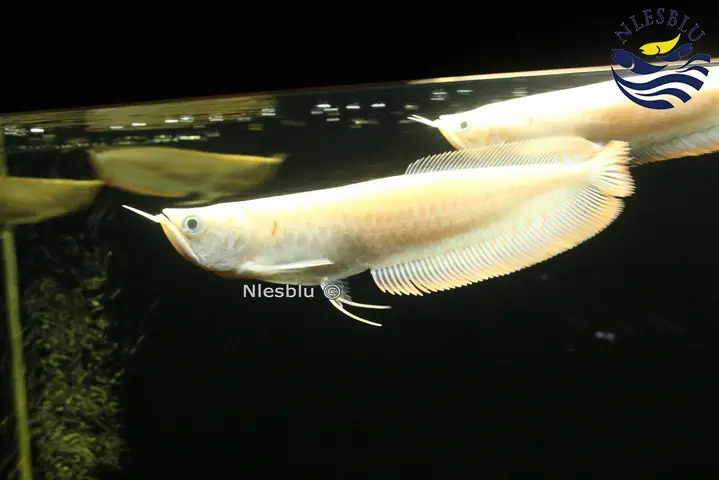 Muôn Hình Vạn Trạng Về Giá Bán Nhưng Không Có Chuyện Rẻ