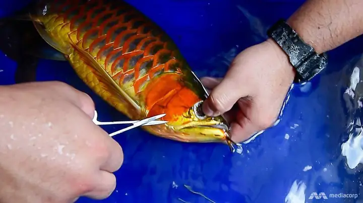 Cá Rồng Có Gì Đặc Biệt?