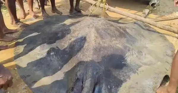 Ngư Dân Bắt Được Con Cá Đuối Khổng Lồ Dài 3,6 Mét Trên Biển Ngư Dân Bắt Được Con Cá Đuối Khổng Lồ Dài 3,6 Mét Trên Biển