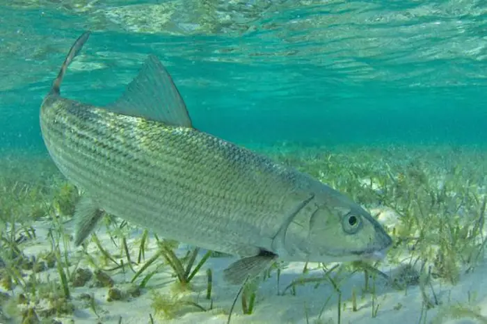 Cá Mòi Đường (bonefish) 64 Km/h