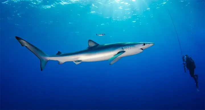 Cá Mập Xanh (blue Shark) 69 Km/h