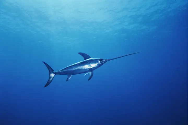 Cá Kiếm (swordfish) 64 Km/h