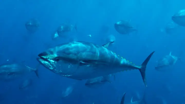 Cá Ngừ Vây Xanh Đại Tây Dương (southern Bluefin Tuna) 76 Km/h