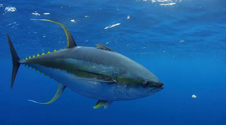 Cá Ngừ Vây Vàng (yellowfin Tuna) 74 Km/h