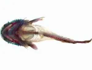 Loài Cá Nào Biết Khóc Loài Cá Nào Biết Khóc