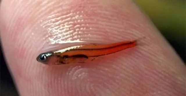 Các Nhà Khoa Học Khó Xác Định Loài Cá Nhỏ Nhất Thế Giới - Khoahoc.tv
