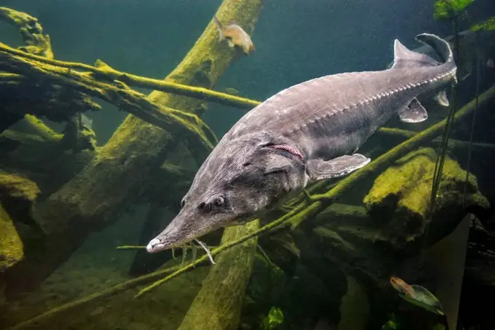 Loài Cá Nước Ngọt Lớn Bậc Nhất Thế Giới, Kích Thước Như Quái Vật Loài Cá Nước Ngọt Lớn Bậc Nhất Thế Giới, Kích Thước Như Quái Vật