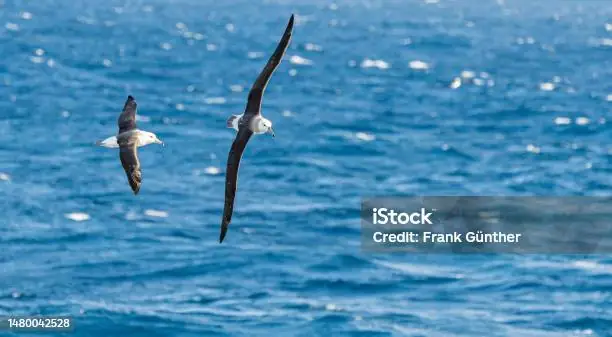 Loài Chim Ăn Cá Cỡ Lớn: Đặc Điểm, Tập Tính Và Vai Trò Trong Hệ Sinh Thái