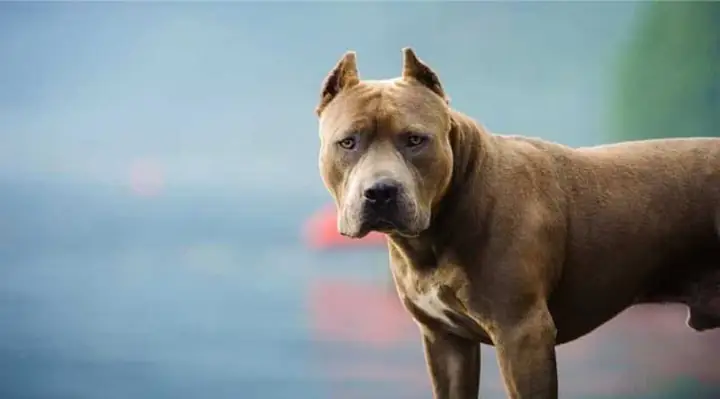 Loài Chó Nguy Hiểm Nhất Thế Giới