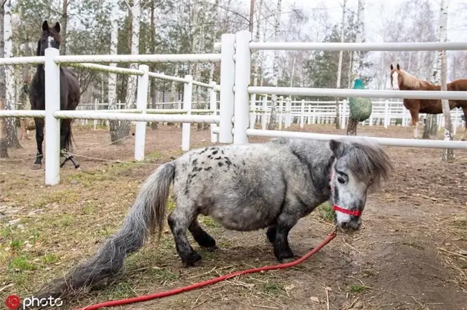 Ky Quac Loai Ngua Ngan Nhat The Gioi, Chua Bang Con Cho To-hinh-4