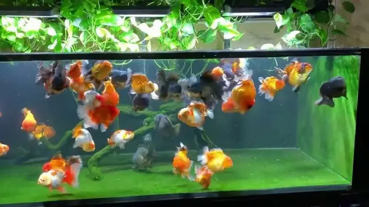 Bông Lọc: Loại Bỏ Chất Thải Thô Và Cặn Bẩn