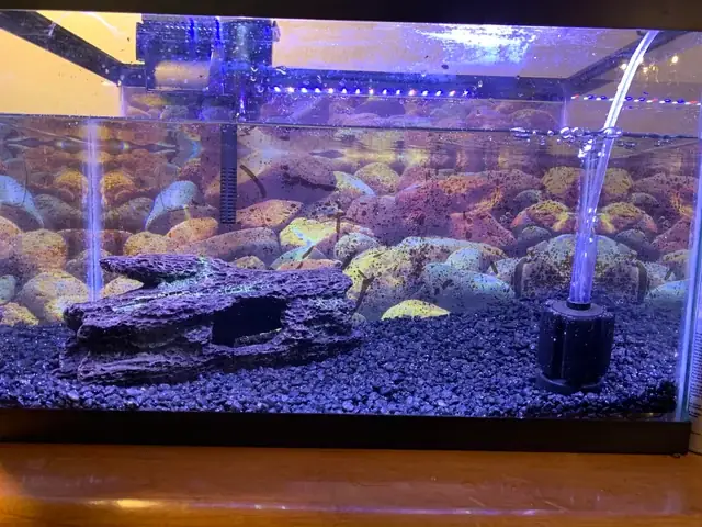 Hướng Dẫn Chọn Và Lắp Đặt Lọc Cho Hồ Cá Bảy Màu Hiệu Quả