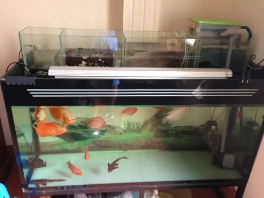 Lọc Cho Hồ Cá Vàng: Chọn Loại Nào Tốt, Sạch, Bền?