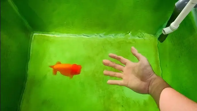 Lọc Cho Hồ Cá Vàng: Chọn Loại Nào Tốt, Sạch, Bền?