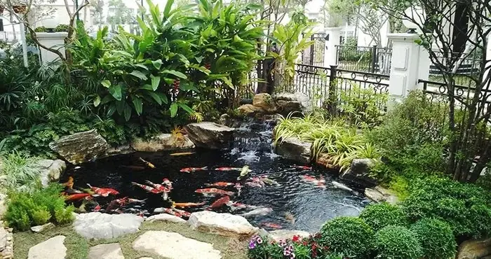 Hệ Thống Lọc Nước Hồ Cá Sân Vườn: Kiến Thức Toàn Diện Cho Người Yêu Cá