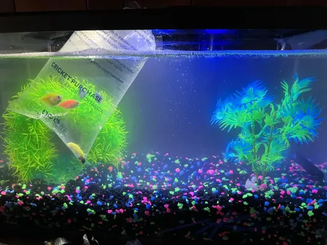 Hướng Dẫn Chọn Và Sử Dụng Bộ Lọc Nước Ro-di Cho Hồ Cá Cảnh Biển