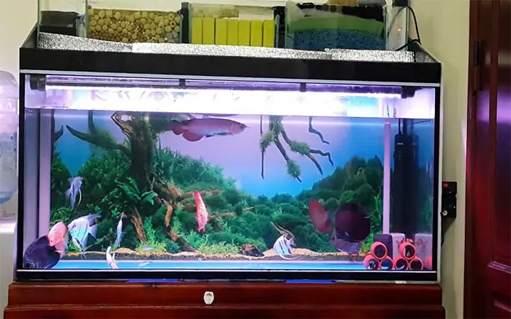 Lọc Tràn Dưới Bể Cá Rồng: Nguyên Lý Và Cách Setup Hiệu Quả