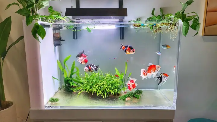 Kiểm Tra Đèn Uv (nếu Có)