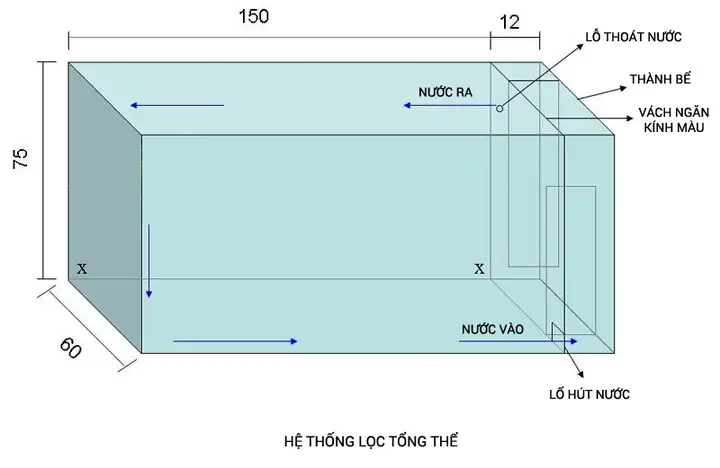 Lọc Vách Hồ Cá Rồng: Hướng Dẫn Chi Tiết Từ A-z