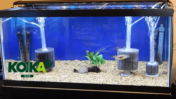 Tác Dụng Của Bộ Lọc Vi Sinh Cho Bể Cá