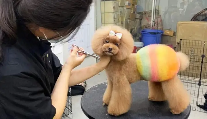 Lựa Chọn Các Loại Thuốc Nhuộm An Toàn Cho Cún Cưng Của Mình Lựa Chọn Các Loại Thuốc Nhuộm An Toàn Cho Cún Cưng Của Mình