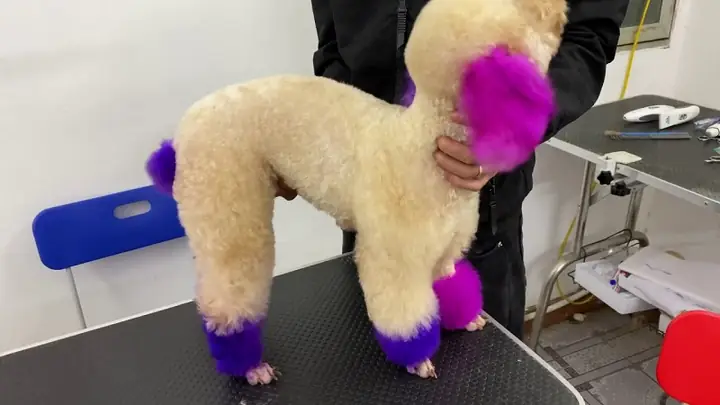 Dùng Phấn Lông Để Nhuộm Lông Cho Chó Dùng Phấn Lông Để Nhuộm Lông Cho Chó