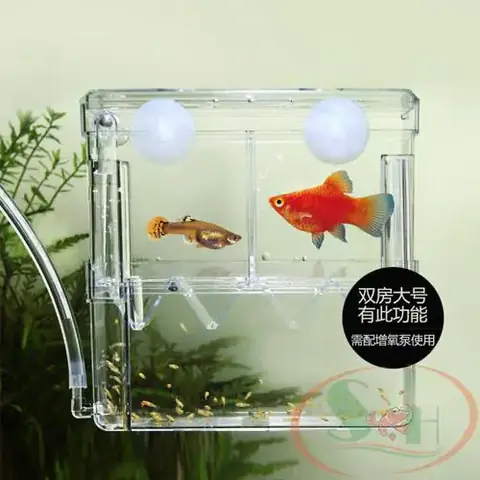 Lồng Dưỡng Cá Mica: Lựa Chọn Hoàn Hảo Cho Người Nuôi Cá Cảnh Lồng Dưỡng Cá Mica: Lựa Chọn Hoàn Hảo Cho Người Nuôi Cá Cảnh