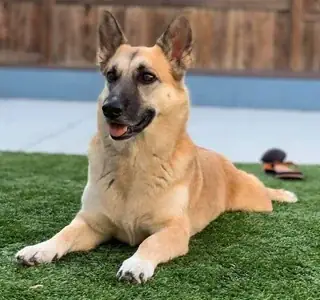 R/germanshepherds - Sự Khác Biệt Về Lòng Trung Thành Giữa Chó Gsd Và Các Giống Chó Khác?
