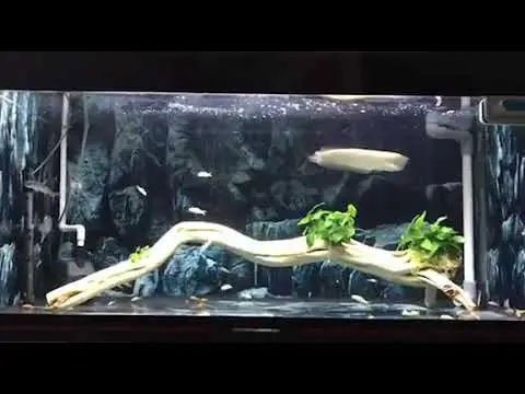 Lũa Hồ Cá Rồng: Hướng Dẫn Chi Tiết Cách Chọn, Trang Trí Và Bảo Dưỡng Lũa Hồ Cá Rồng: Hướng Dẫn Chi Tiết Cách Chọn, Trang Trí Và Bảo Dưỡng