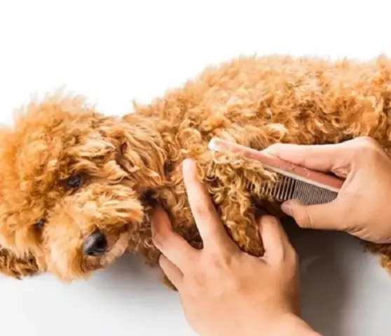 Những Chú Ý Khi Chải Lông Cho Poodle