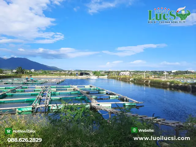 Cho Ăn Và Chăm Sóc Cho Ăn Và Chăm Sóc