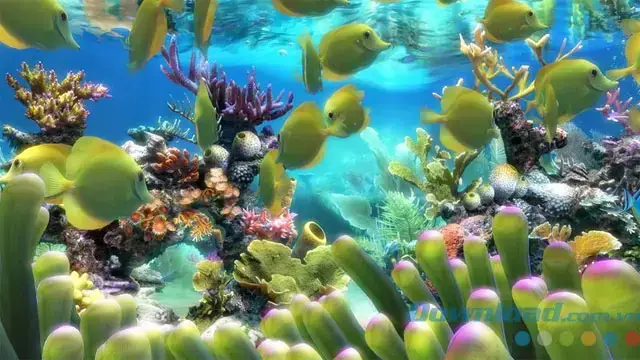 Hình Nền Bể Cá 3d Cho Máy Tính: Cẩm Nang Toàn Tập Từ A Đến Z ...