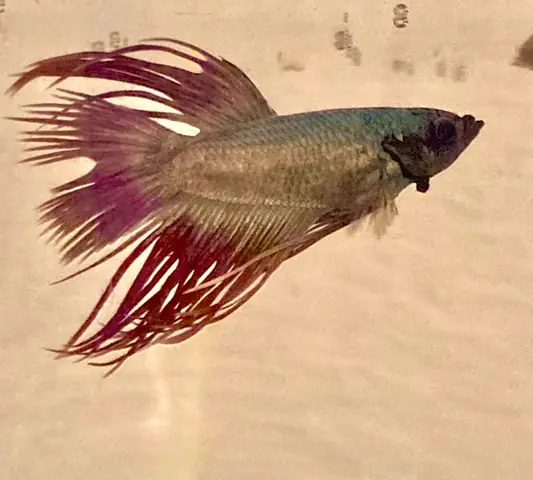 Mang Cá Là Gì? Khái Niệm, Đặc Điểm Và Vai Trò Trong Thế Giới Động Vật