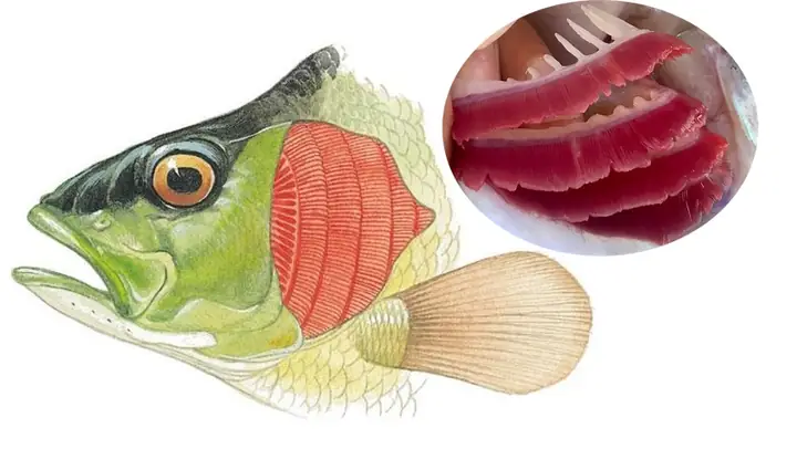 Mang Cá Là Gì? Khái Niệm, Đặc Điểm Và Vai Trò Trong Thế Giới Động Vật