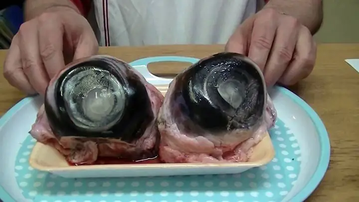 Mắt Cá Bò Gù: Giá Trị Dinh Dưỡng Và Những Món Ngon Đặc Sản