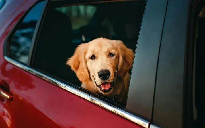 Chó Nhìn Thấy Màu Gì? Chó Nhìn Thấy Màu Gì?