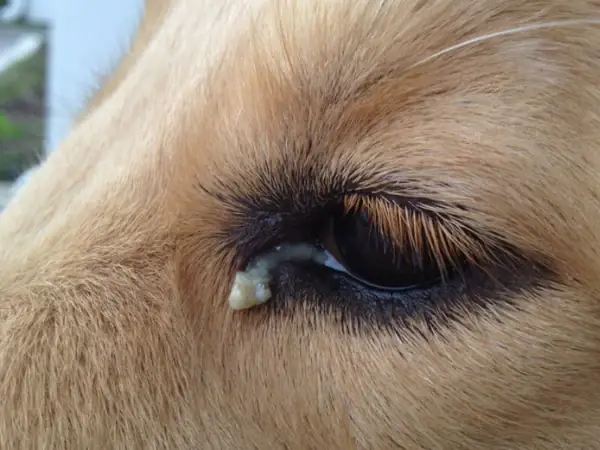 Nguyên Nhân Mắt Chó Bị Đổ Ghèn
