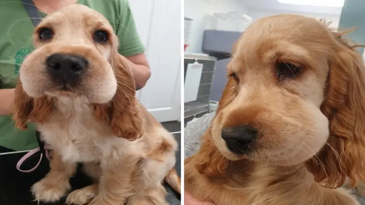 Chó Bị Ong Đốt Vào Mặt Chó Bị Ong Đốt Vào Mặt