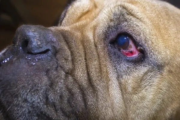 Mắt Chó Bị Sưng Húp